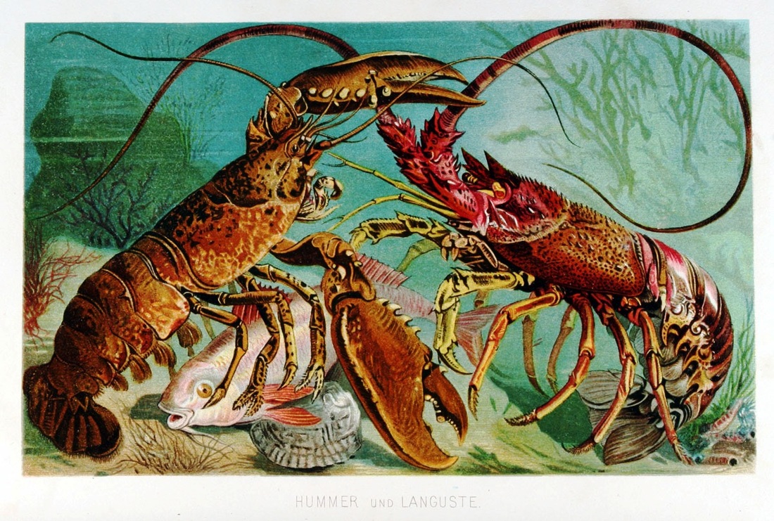 Boomgaard Verzending kin Lobster - Reproductive Systems of Phyla